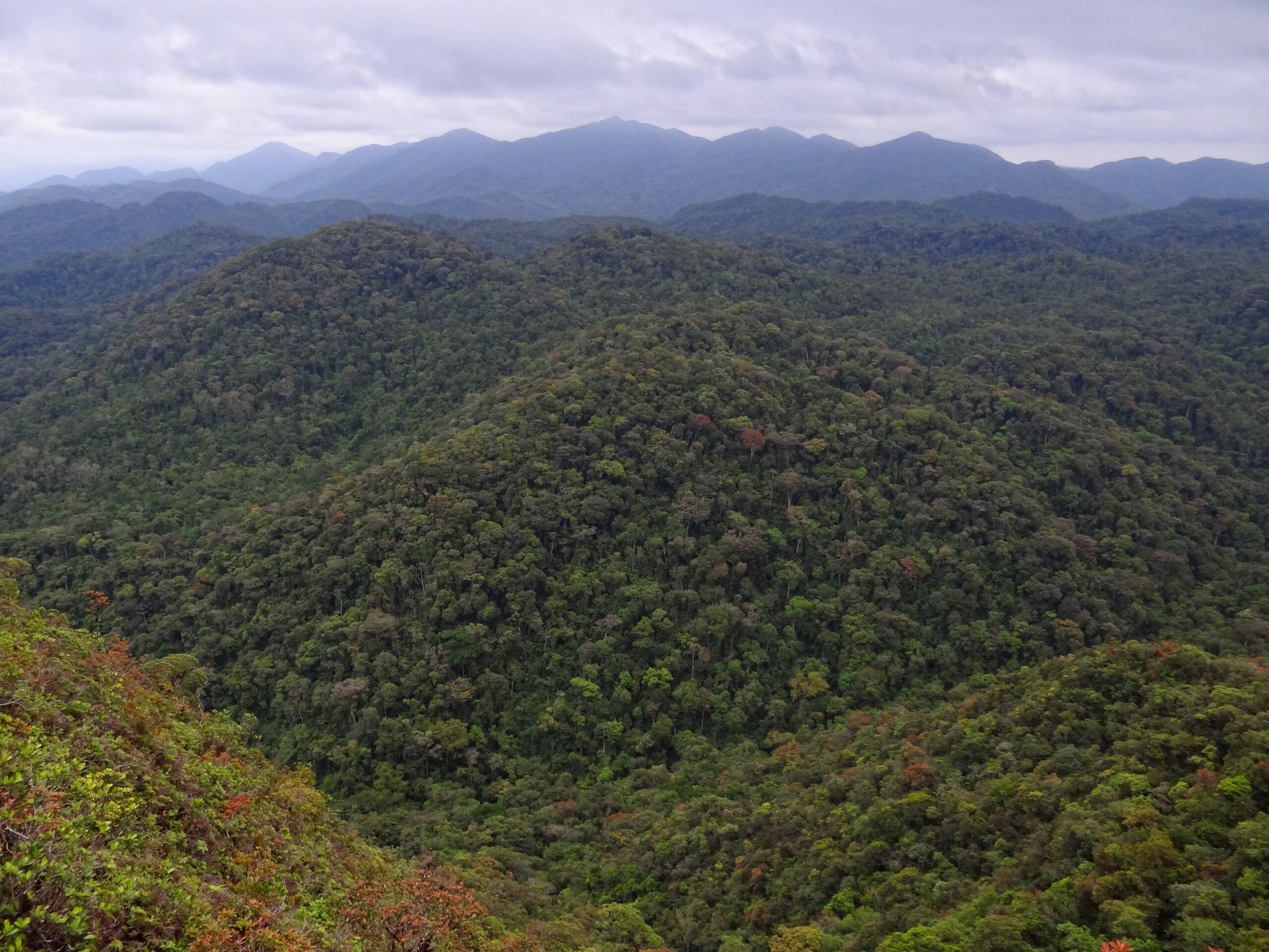 Vista aérea da imensa e densa Mata Atlântica brasileira com várias tonalidades de verde, cobrindo montanhas suavemente onduladas sob um céu nublado, refletindo a biodiversidade e o ecossistema complexo da Reserva da Biosfera do Cinturão Verde de São Paulo, parte dos Patrimônios Mundiais da UNESCO no Brasil.