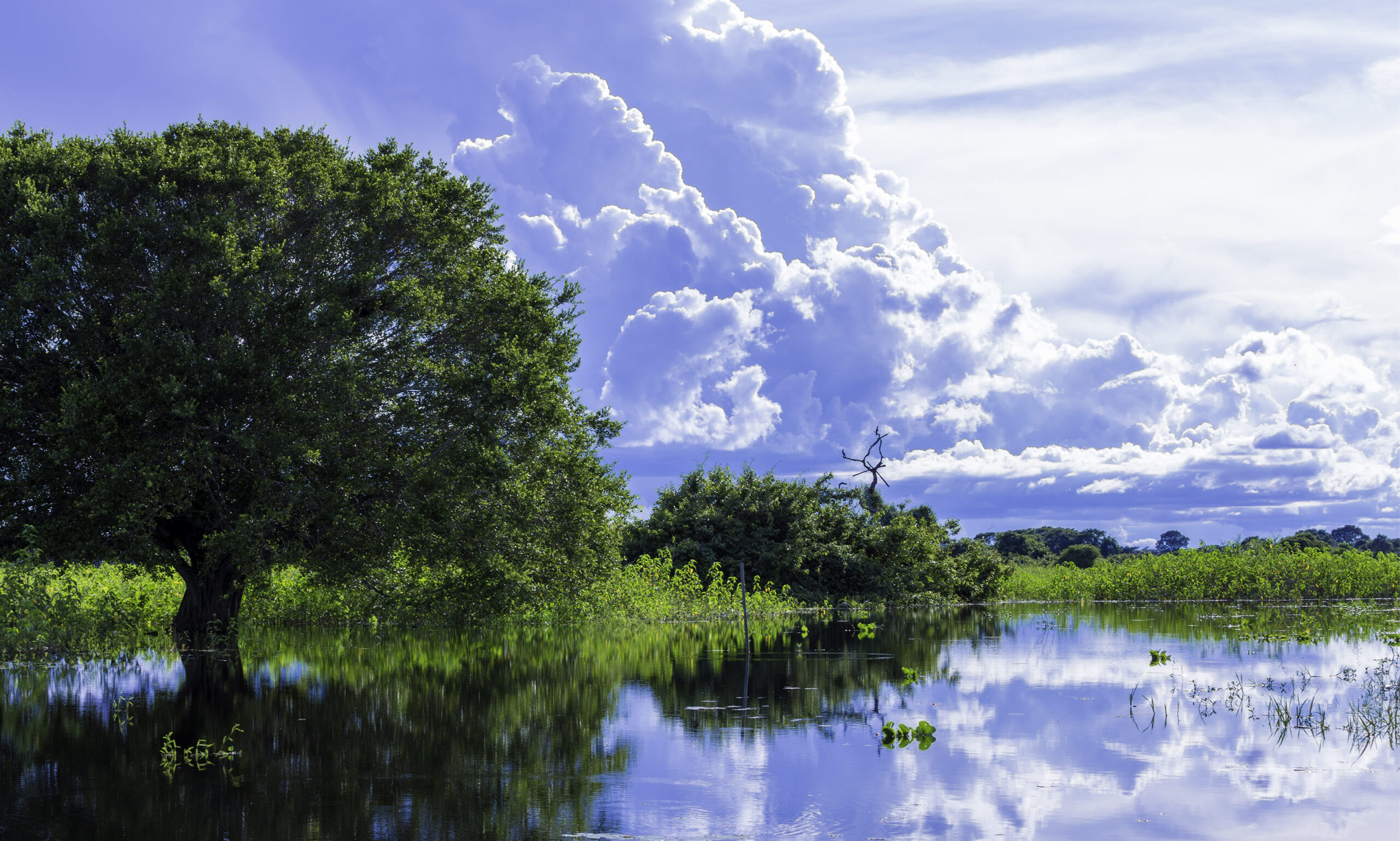 Vista panorâmica do Pantanal, com suas águas refletindo o céu azul e nuvens brancas, rodeadas por vegetação verde exuberante e árvores parcialmente submersas, destacando a biodiversidade única deste Patrimônio Natural da UNESCO.