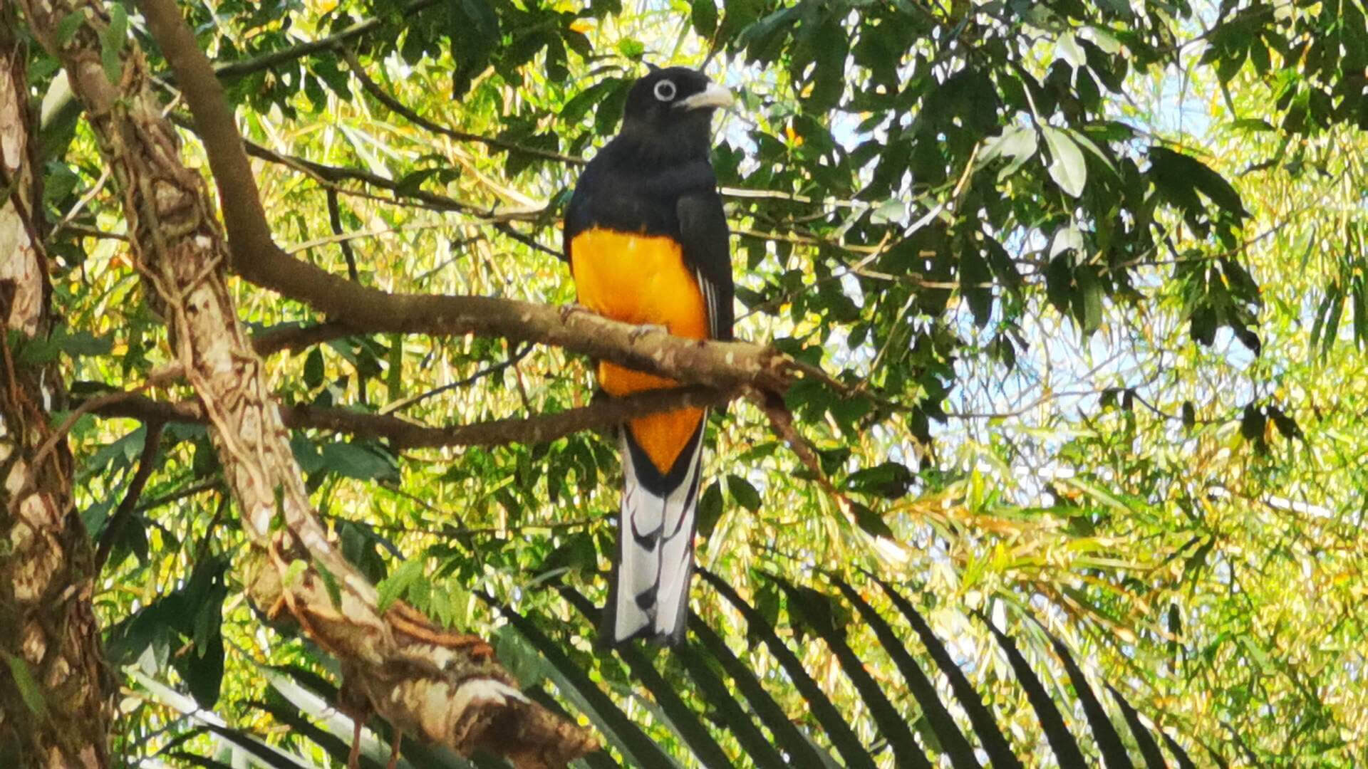 Fotografia de um pássaro com plumagem preta e laranja brilhante, posado em um galho com folhagem verde ao fundo, demonstrando a biodiversidade de uma região.