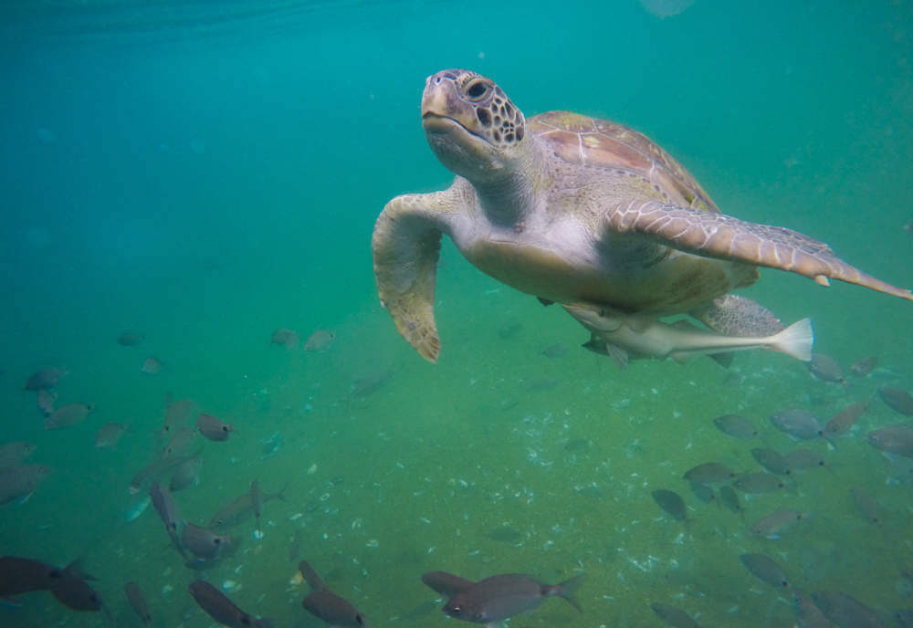Imagem subaquática de uma tartaruga marinha nadando perto da superfície, com um cardume de peixes ao redor em águas verdes e cristalinas, destacando a vida marinha de um ambiente aquático.