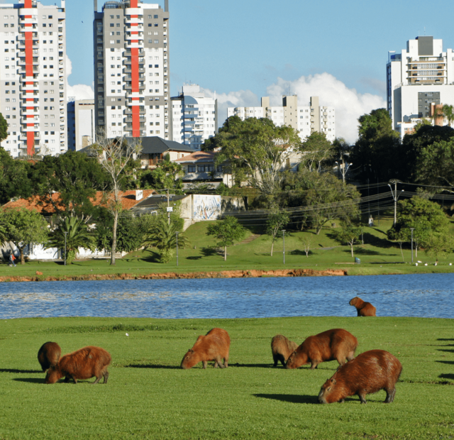 Vista do Parque Barigui em um dia ensolarado, onde vários capivaras estão pastando tranquilamente na grama. O parque é espaçoso e aberto, com um lago ao fundo e um fundo urbano de edifícios residenciais.