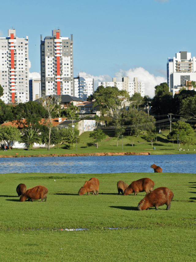 Vista do Parque Barigui em um dia ensolarado, onde vários capivaras estão pastando tranquilamente na grama. O parque é espaçoso e aberto, com um lago ao fundo e um fundo urbano de edifícios residenciais.